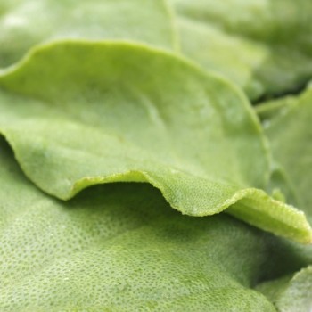 Eiskraut (Samen)