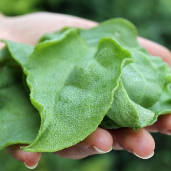 Eiskraut (Samen)
