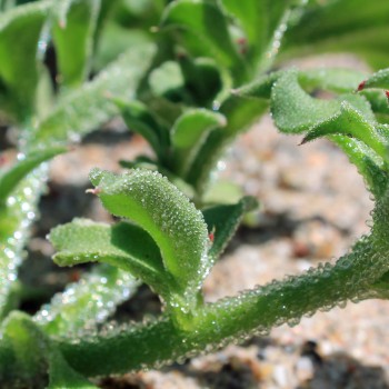 Eiskraut (Samen)
