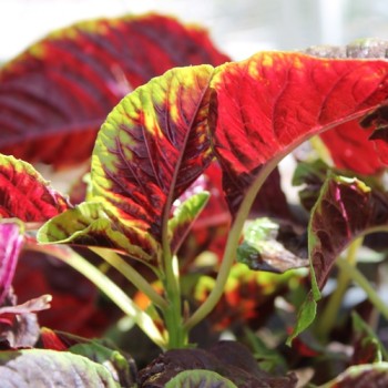 Gemüseamaranth Red Beauty (Samen)