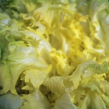 Endivie Batavian Green (Samen)