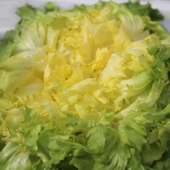 Endivie Batavian Green (Samen)