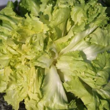 Endivie Batavian Green (Samen)