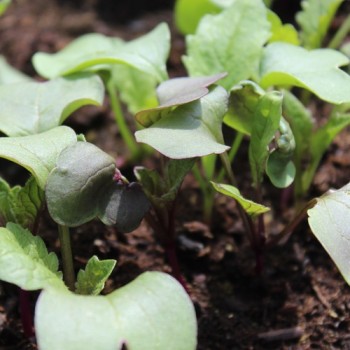 Endivie Catalogna Puntarelle Tardiva di Maggio (Samen)