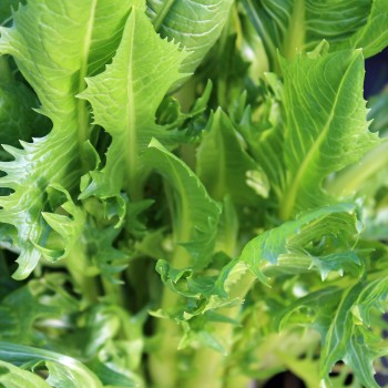 Endivie Catalogna Puntarelle Tardiva di Maggio (Samen)