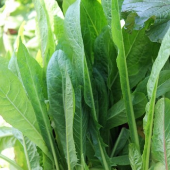 Endivie Catalogna Puntarelle Tardiva di Maggio (Samen)