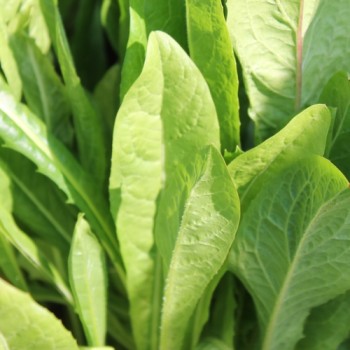 Endivie Catalogna Puntarelle Tardiva di Maggio (Samen)