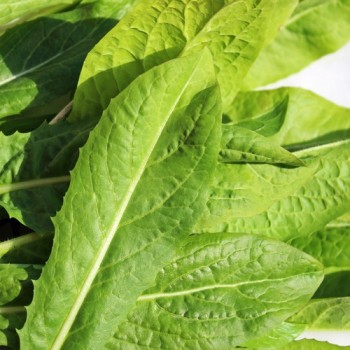 Endivie Catalogna Puntarelle Tardiva di Maggio (Samen)