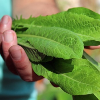 Endivie Catalogna Puntarelle Tardiva di Maggio (Samen)