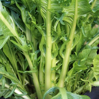 Endivie Catalogna Puntarelle Tardiva di Maggio (Samen)