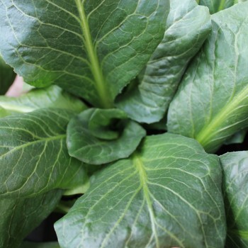 Endivie Green Grumolo (Samen)