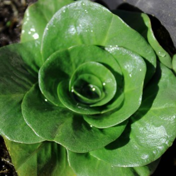 Endivie Green Grumolo (Samen)