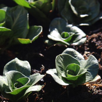 Endivie Green Grumolo (Samen)