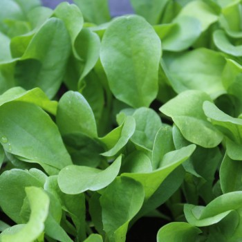 Endivie Green Grumolo (Samen)