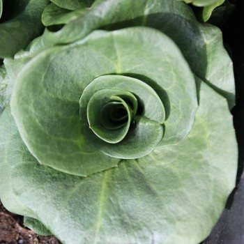 Endivie Green Grumolo (Samen)