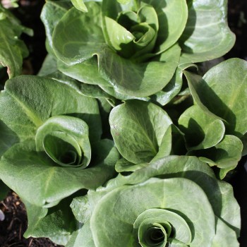 Endivie Green Grumolo (Samen)