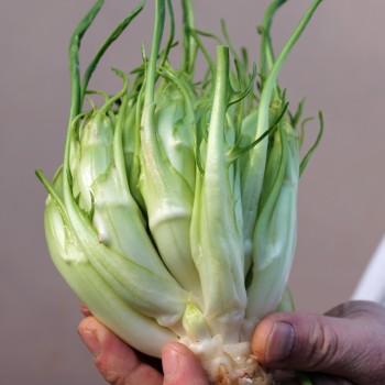 Endivie Puntarelle Galatina (Samen)