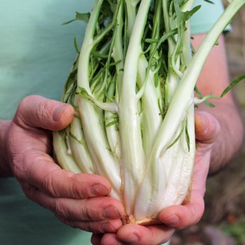 Endivie Puntarelle Galatina (Samen)