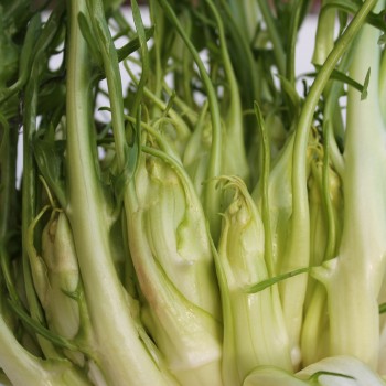 Endivie Puntarelle Galatina (Samen)