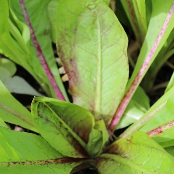 Endivie Red Grumolo (Samen)