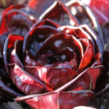 Endivie Red Grumolo (Samen)