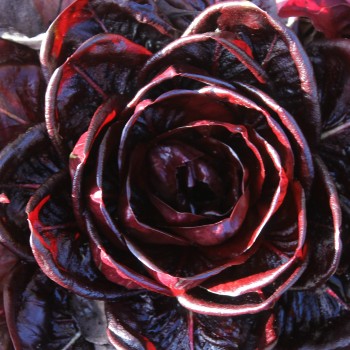 Endivie Red Grumolo (Samen)