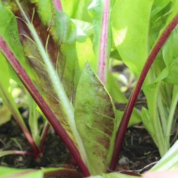 Endivie Red Grumolo (Samen)