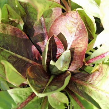 Endivie Red Grumolo (Samen)