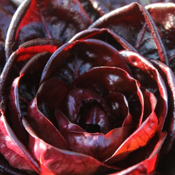 Endivie Red Grumolo (Samen)