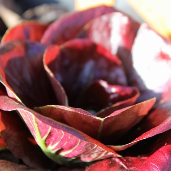 Endivie Red Grumolo (Samen)