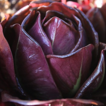 Endivie Red Grumolo (Samen)