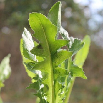 Blatt-Zichorie Scarola Cardoncella Barese (Samen)