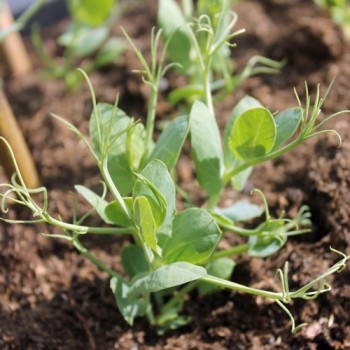 Palerbse British Blue Peas (Samen)
