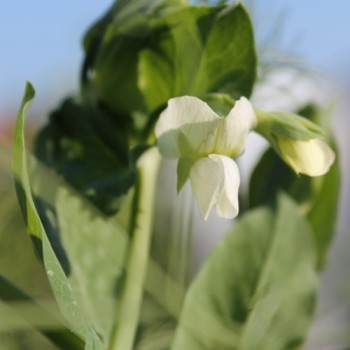Palerbse British Blue Peas (Samen)