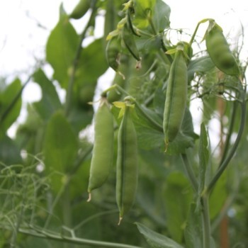Palerbse British Blue Peas (Samen)