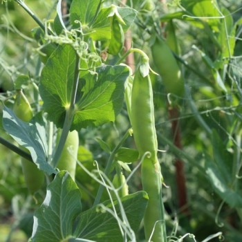Palerbse British Blue Peas (Samen)