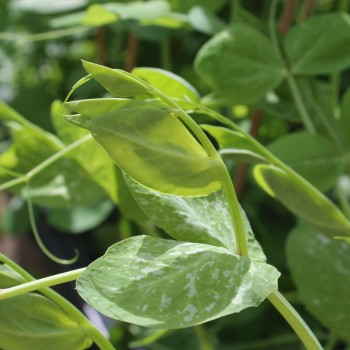 Zuckererbse Dwarf Gray Sugar (Samen)