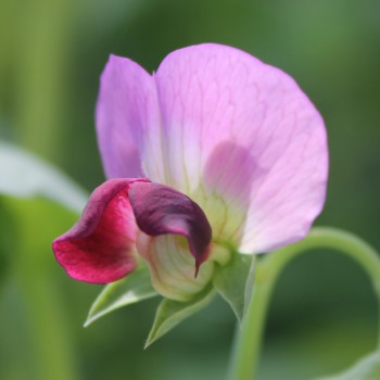 Zuckererbse Dwarf Gray Sugar (Samen)