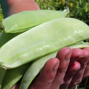 Zuckererbse Oregon Giant (Samen)