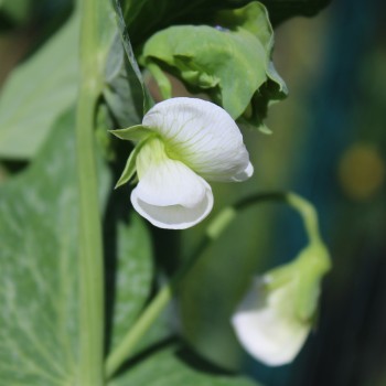 Zuckererbse Oregon Sugar Pod II (Samen)