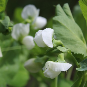 Knackerbse Sugar Ann (Samen)
