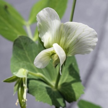 Knackerbse Sugar Bon (Samen)