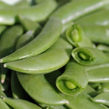 Knackerbse Sugar Snap (Samen)