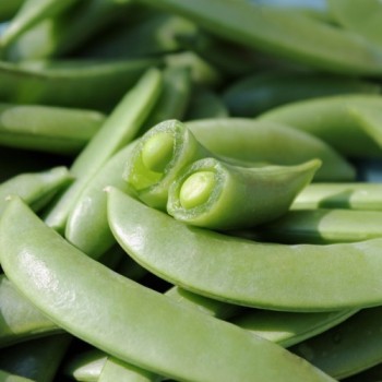 Knackerbse Sugar Snap (Samen)