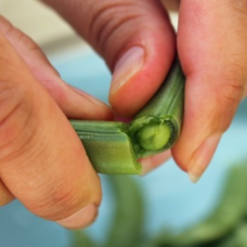 Knackerbse Sugar Snap (Samen)