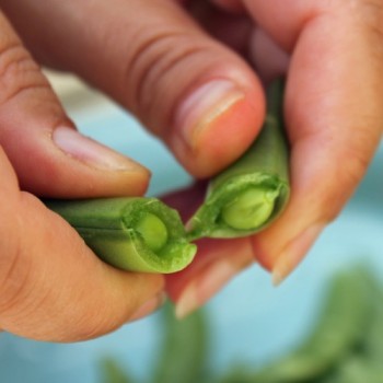 Knackerbse Sugar Snap (Samen)