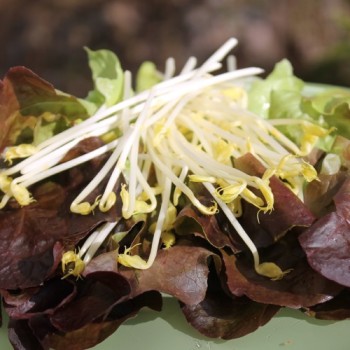 Microgreens Erbsenspargel (Samen)