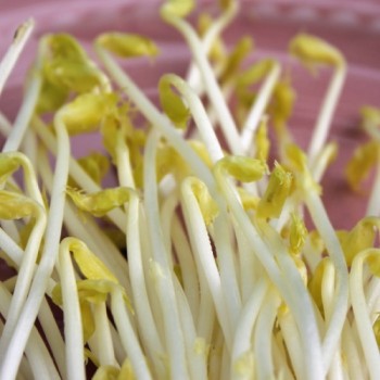 Microgreens Erbsenspargel (Samen)