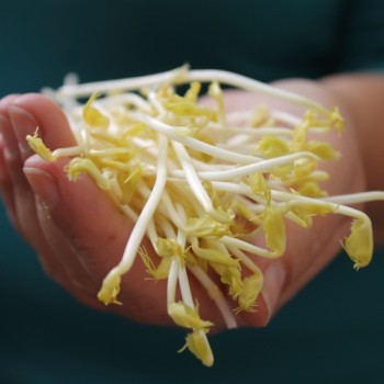 Microgreens Erbsenspargel (Samen)
