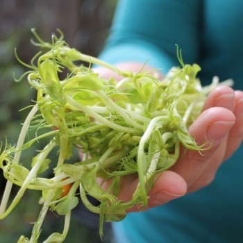 Microgreens Erbsenspargel (Samen)